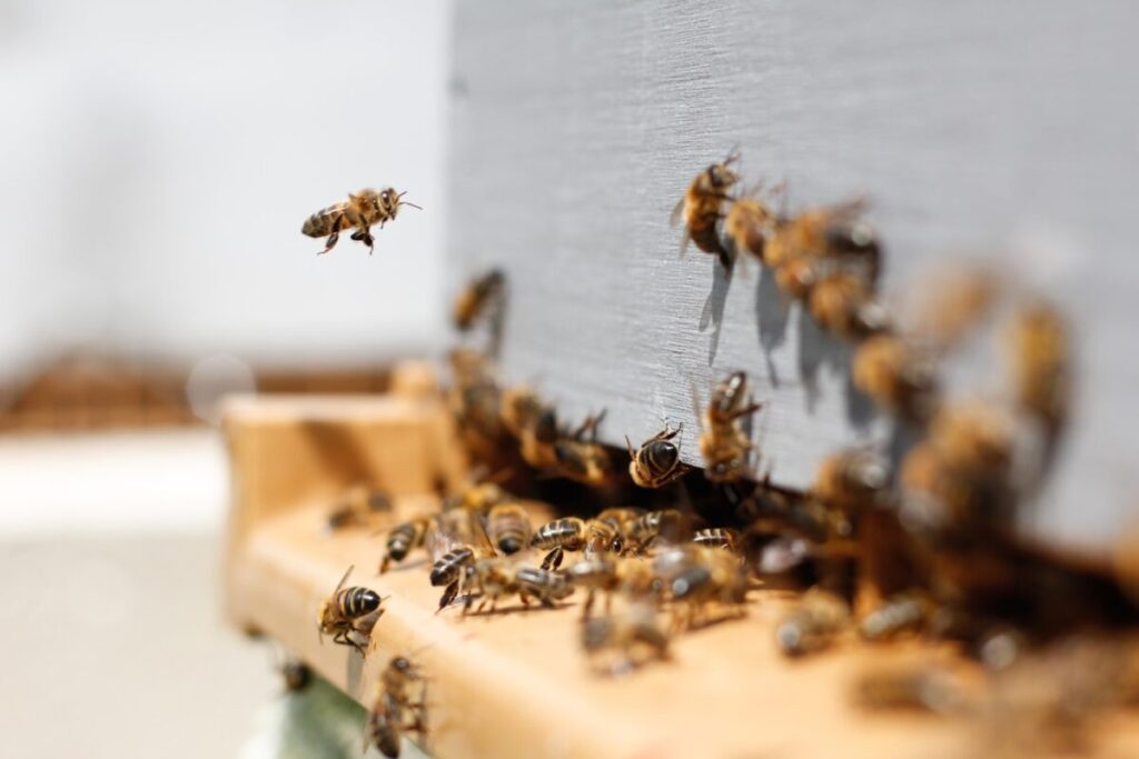 adotta arnia bee time