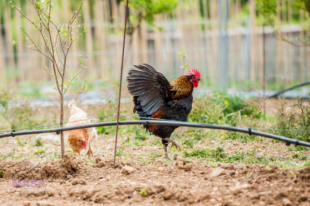 adozione gallinella fattoria perfetta letizia