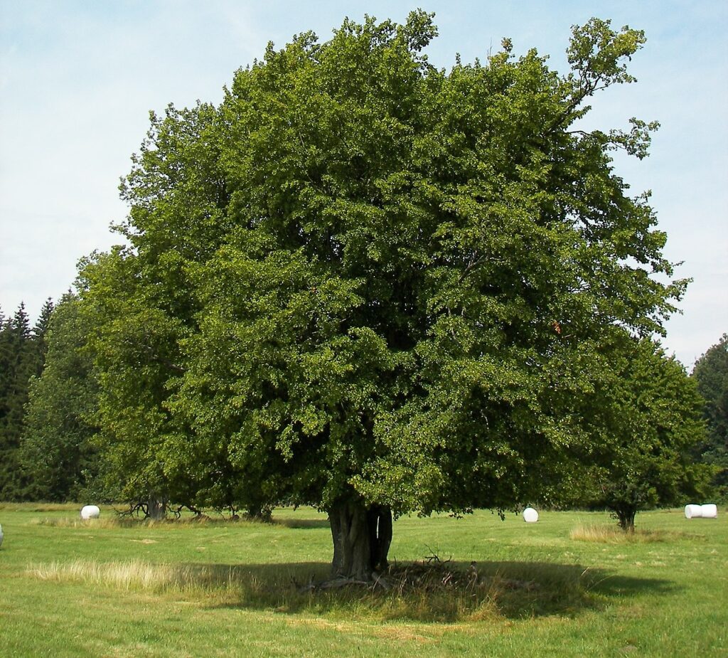 albero per ricordare