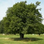albero per ricordare