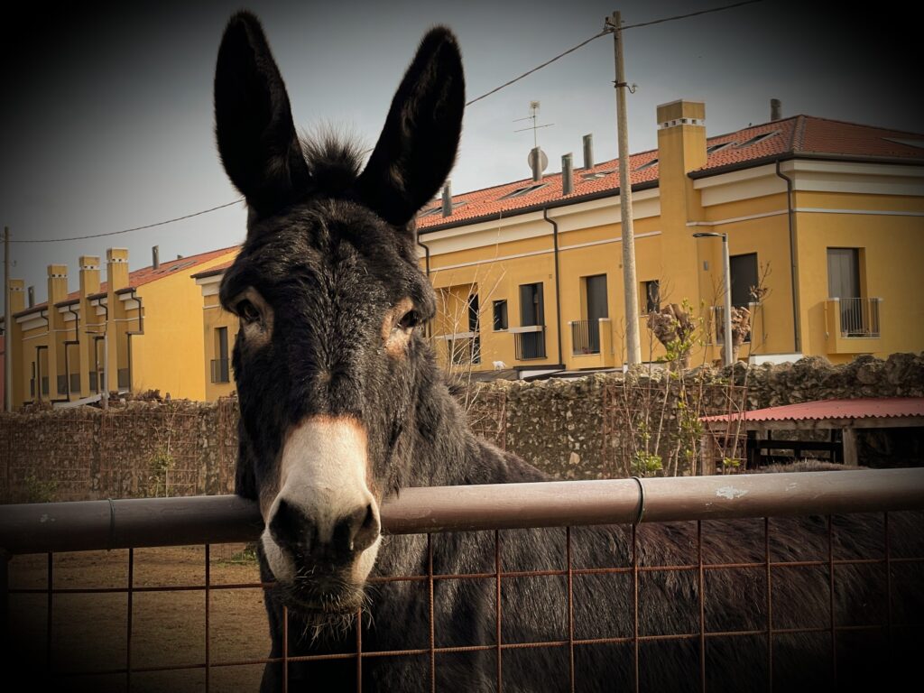 animali fattoria laudato si