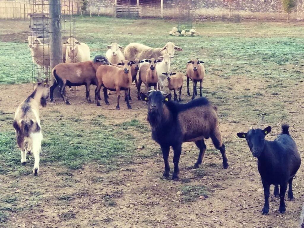 capretta adozione