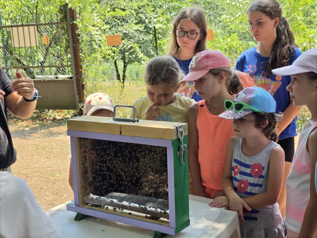 gite scolastiche con le api bees perfetta letizia gite scolastiche con le api bees perfetta letizia