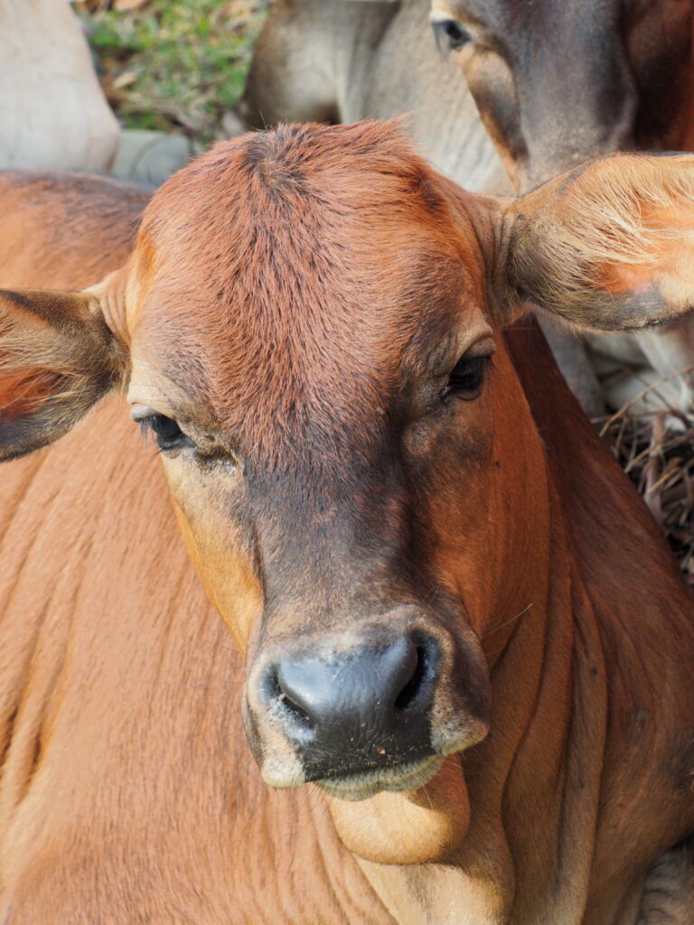 A detailed close-up of a brown cow resting outdoors, showcasing its features and tranquil demeanor.