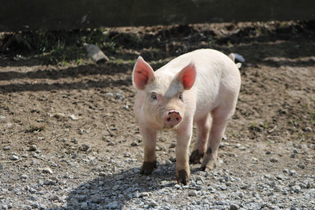 Young piglet standing outdoors on an Ohio farm, showcasing rural life.