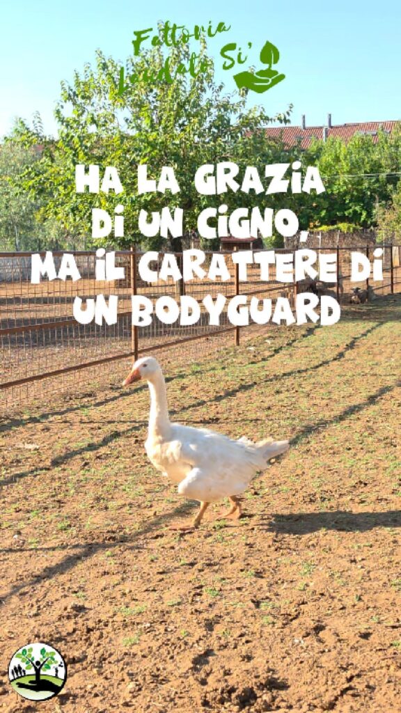 oca ronda fattoria laudato sì oca ronda fattoria laudato sì